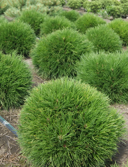 Сосна горная Варелла